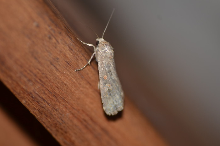 Spodoptera exigua? S�